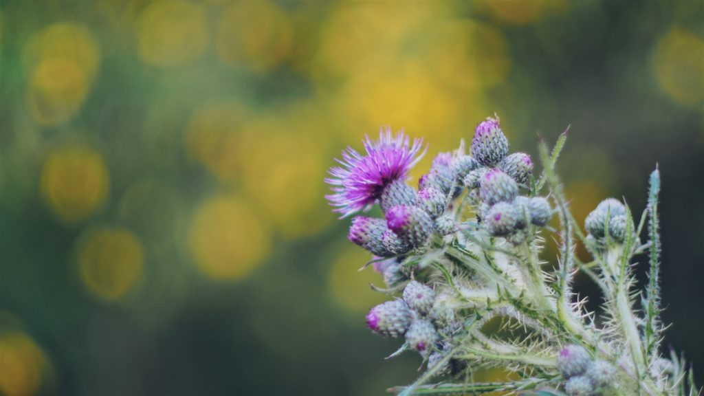 Chardons en fleurs