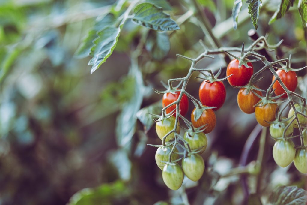 Grappe de tomates cerises