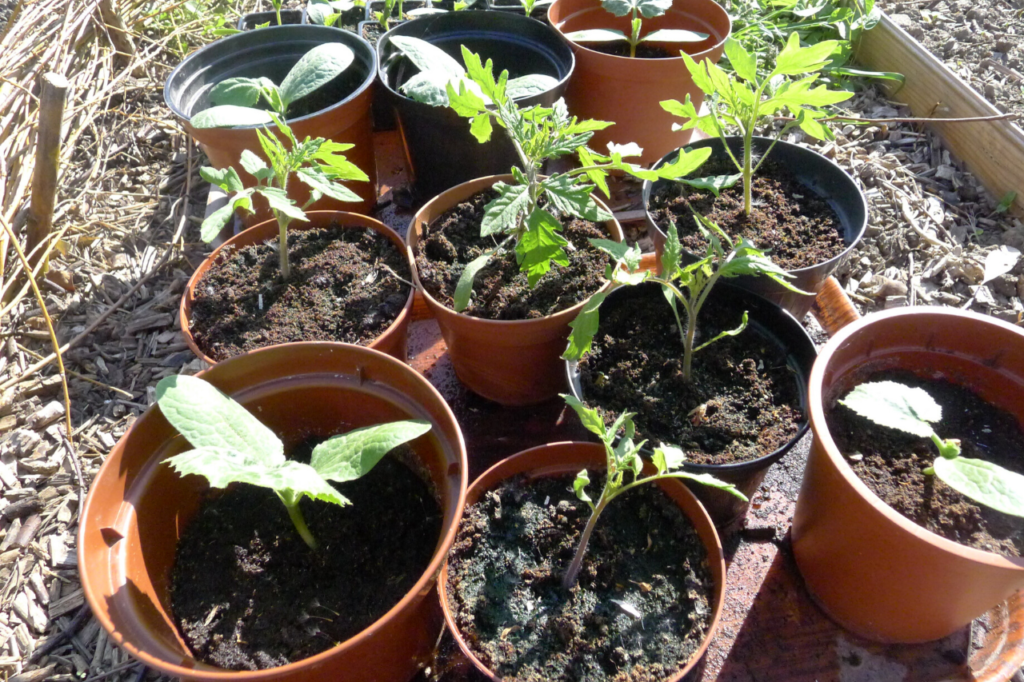 Plants de tomates et de courges en attente de repiquage au potager