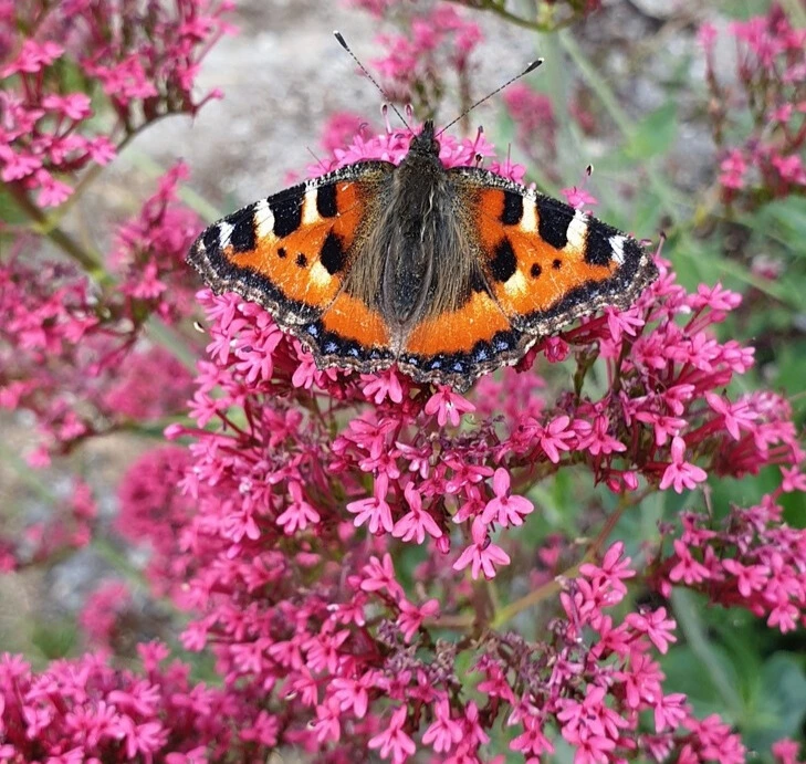 Papillon aux ailes orange vif bordées de noir et blanc posé sur les petites fleurs roses de la valérianne