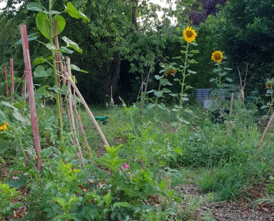 Parcelle de jardin potager avec 2 tournesols en fleurs, des tuteurs pour plantes grimpantes et des herbes hautes